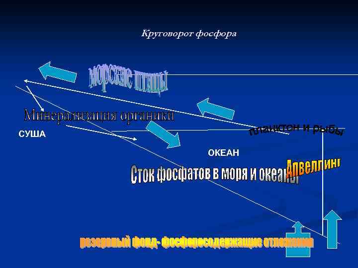 Круговорот фосфора СУША ОКЕАН 