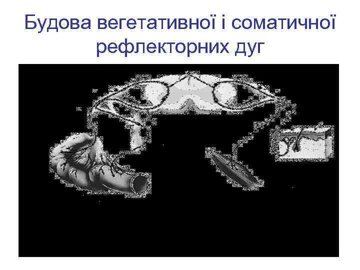 Будова вегетативної і соматичної рефлекторних дуг 