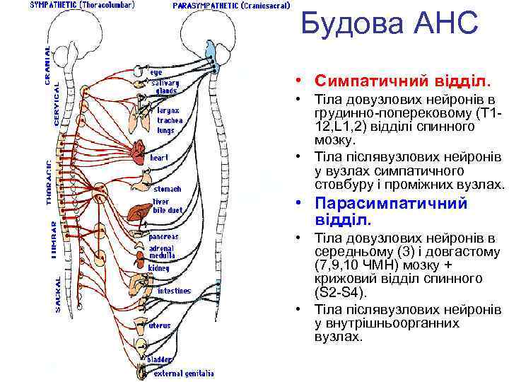 Будова АНС • Симпатичний відділ. • Тіла довузлових нейронів в грудинно-поперековому (T 112, L