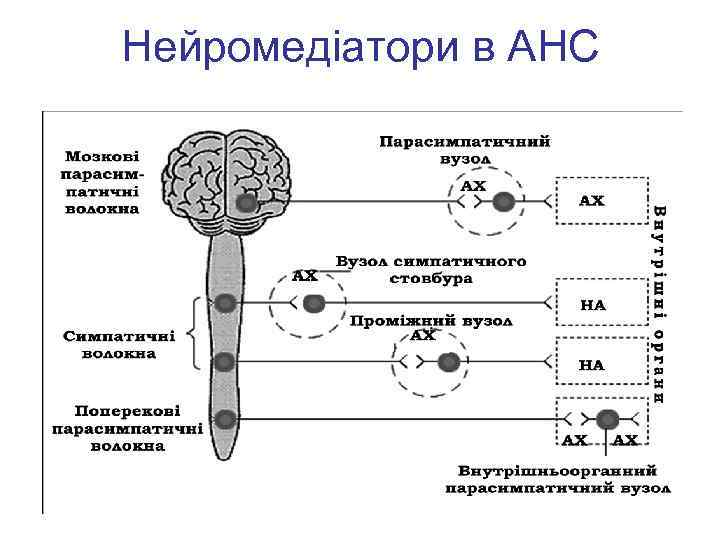Нейромедіатори в АНС 