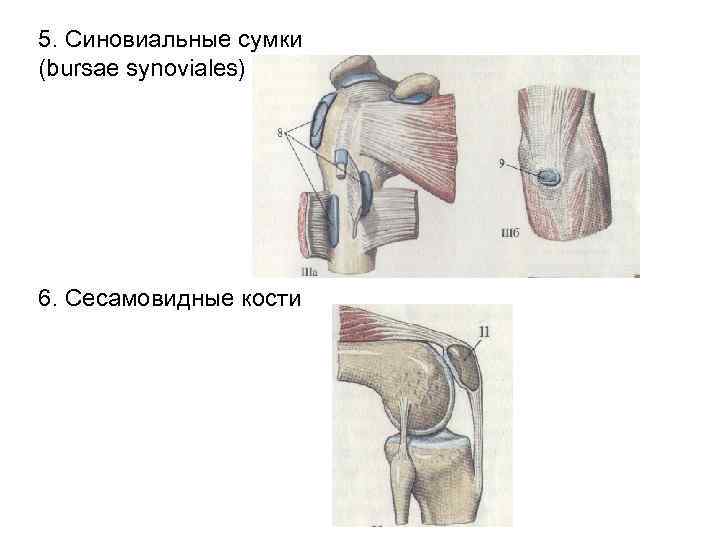 5. Синовиальные сумки (bursae synoviales) 6. Сесамовидные кости 