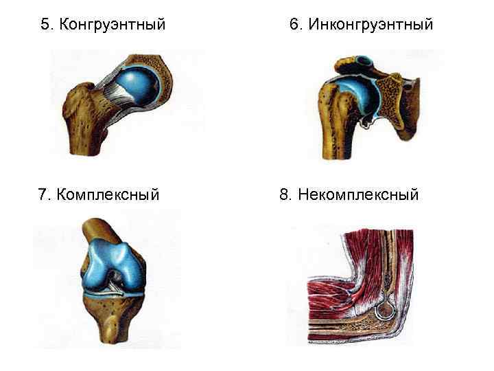 Суставные поверхности конгруэнтны