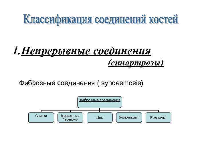 1. Непрерывные соединения (синартрозы) Фиброзные соединения ( syndesmosis) Фиброзные соединения Связки Межкостные Перепонки Швы