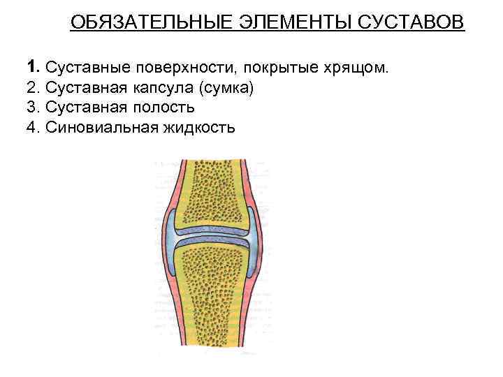 Основные элементы сустава