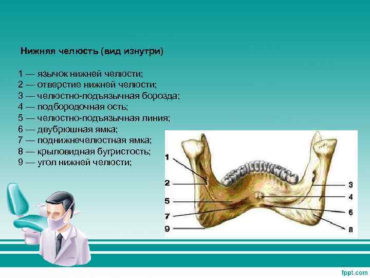 Линия челюсти