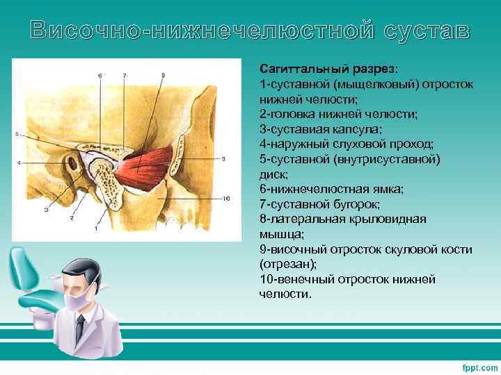 Мыщелковый отросток нижней челюсти. Мыщелковый и суставной отросток нижней челюсти. Височно-нижнечелюстной сустав Сагиттальный разрез. Мыщелковый отросток височно нижнечелюстного сустава. Сочленовный отросток нижней челюсти.