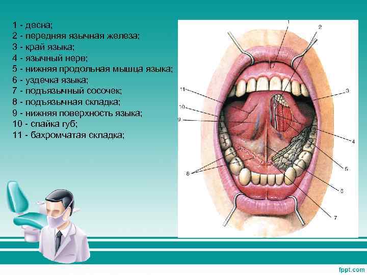 1 - десна; 2 - передняя язычная железа; 3 - край языка; 4 -