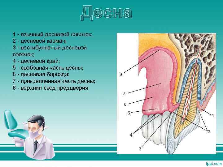 Десна 1 - язычный десневой сосочек; 2 - десневой карман; 3 - вестибулярный десневой