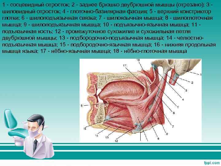 1 - сосцевидный отросток; 2 - заднее брюшко двубрюшной мышцы (отрезано); 3 - шиловидный