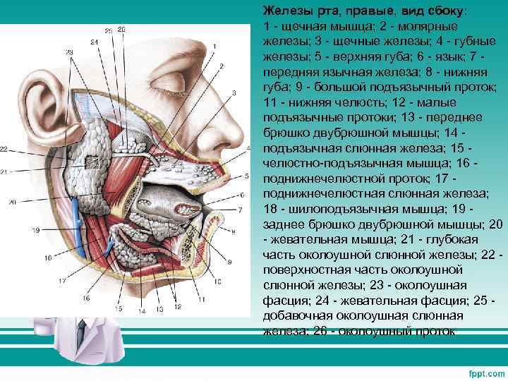 Железа ротовой полости. Строение ротовой полости слюнные железы. Проток околоушной железы латынь. Околоушной проток анатомия. Слюнные железы рта анатомия.