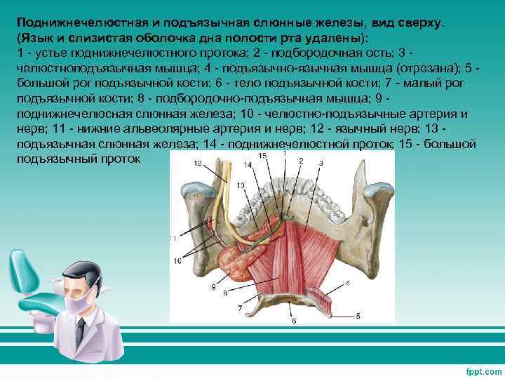 Подъязычная слюнная железа фото