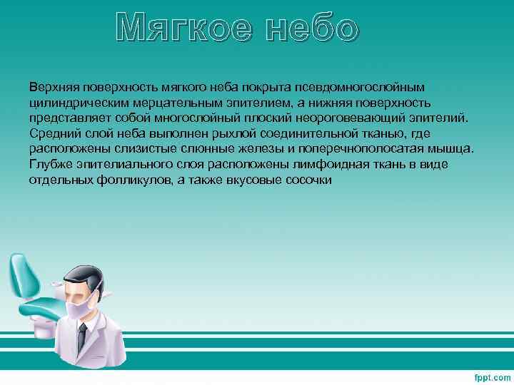 Мягкое небо Верхняя поверхность мягкого неба покрыта псевдомногослойным цилиндрическим мерцательным эпителием, а нижняя поверхность