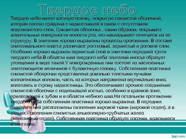 Твердое небо имеет костную основу, покрытую слизистой оболочкой, которая плотно сращена с надкостницей в