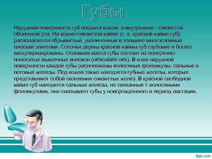 Губы Наружная поверхность губ покрыта кожей, а внутренняя - слизистой оболочкой рта. На кожно-слизистой