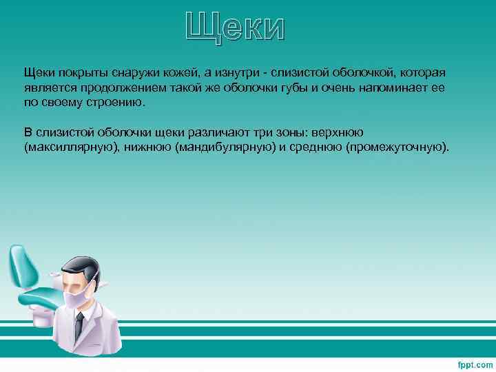 Щеки покрыты снаружи кожей, а изнутри - слизистой оболочкой, которая является продолжением такой же