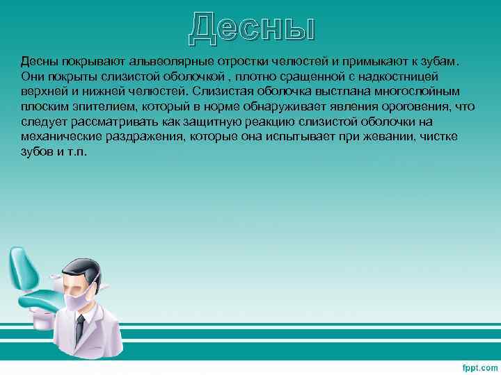 Десны покрывают альвеолярные отростки челюстей и примыкают к зубам. Они покрыты слизистой оболочкой ,