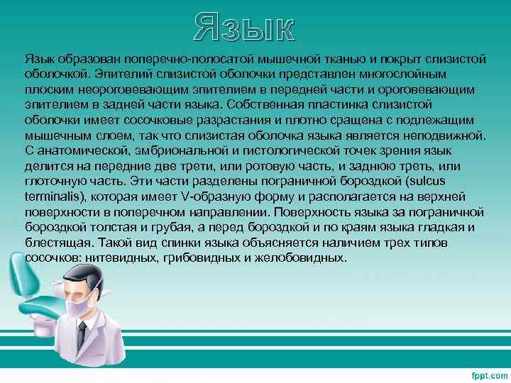 Язык образован поперечно-полосатой мышечной тканью и покрыт слизистой оболочкой. Эпителий слизистой оболочки представлен многослойным