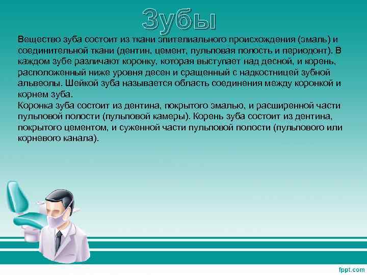 Зубы Вещество зуба состоит из ткани эпителиального происхождения (эмаль) и соединительной ткани (дентин, цемент,