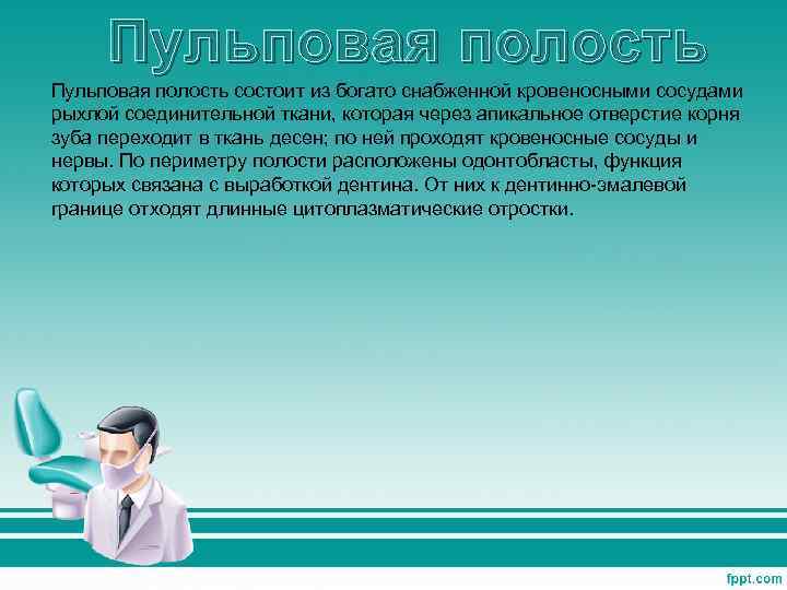 Пульповая полость состоит из богато снабженной кровеносными сосудами рыхлой соединительной ткани, которая через апикальное