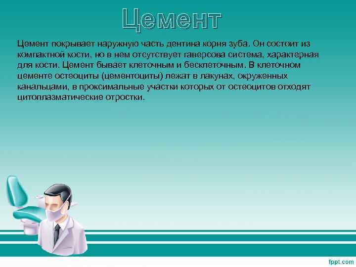 Цемент покрывает наружную часть дентина корня зуба. Он состоит из компактной кости, но в