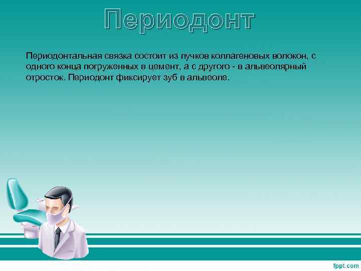 Периодонтальная связка состоит из пучков коллагеновых волокон, с одного конца погруженных в цемент, а