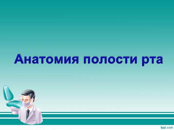 Анатомия полости рта 