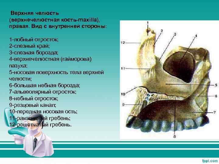  Верхняя челюсть (верхнечелюстная кость-maxilla), правая. Вид с внутренней стороны: 1 -лобный отросток; 2