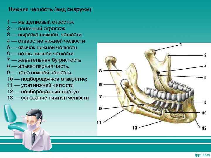 Венечный отросток нижней челюсти