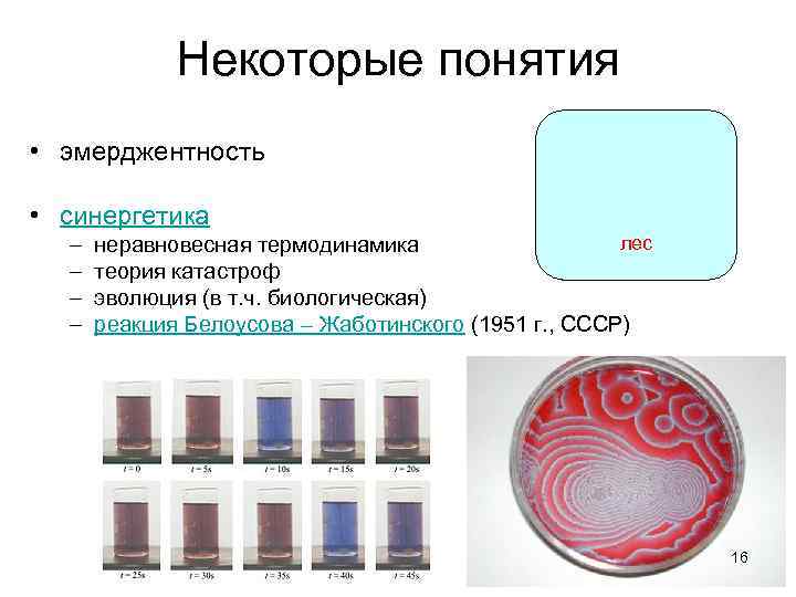 Некоторые понятия • эмерджентность • синергетика – – лес неравновесная термодинамика теория катастроф эволюция