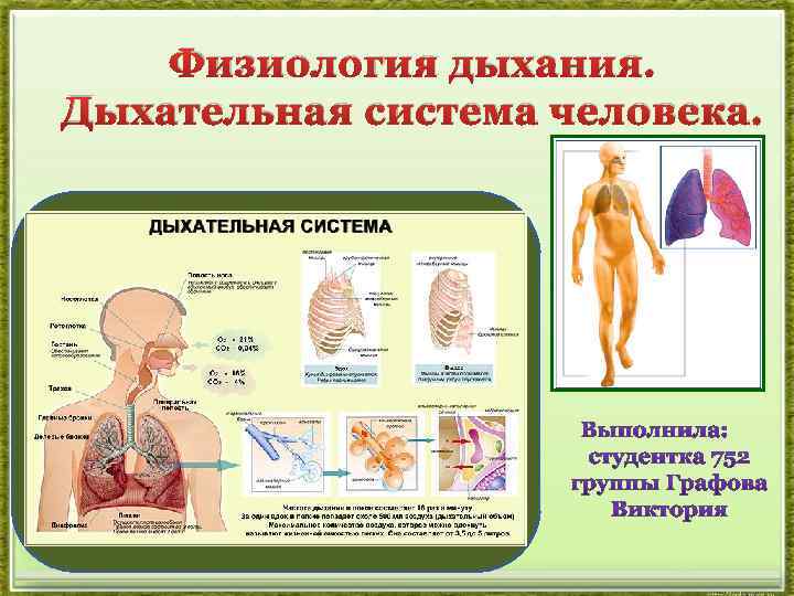 Презентация система дыхания