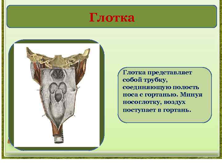 Глотка представляет собой трубку, соединяющую полость носа с гортанью. Минуя носоглотку, воздух поступает в