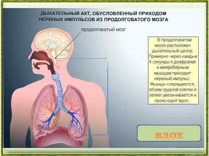 Схема акта дыхания