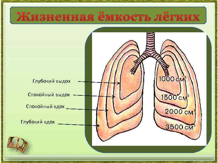 Жизненная емкость легких картинки