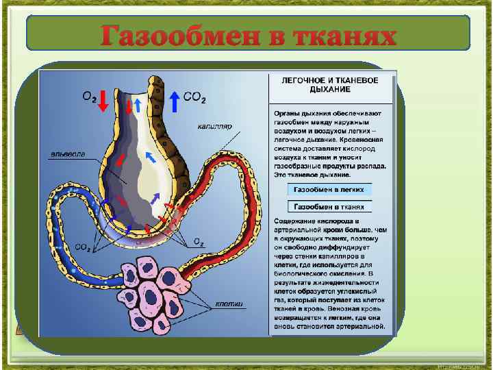 Газообмен растений