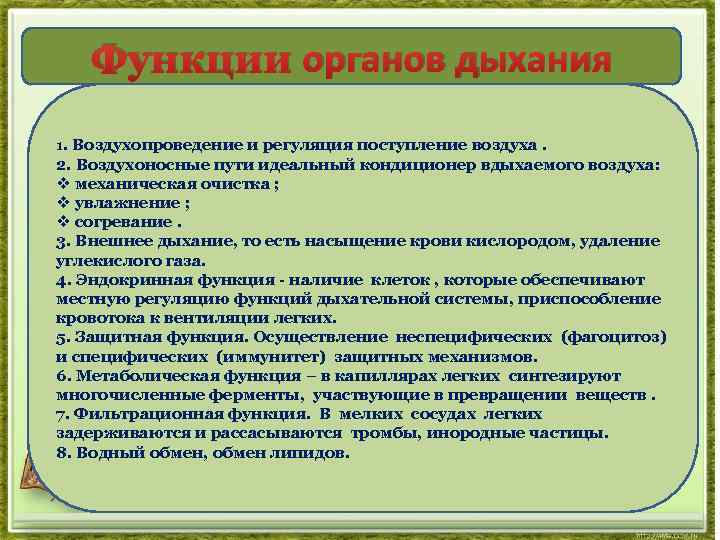 Функции органов дыхания 1. Воздухопроведение и регуляция поступление воздуха. 2. Воздухоносные пути идеальный кондиционер