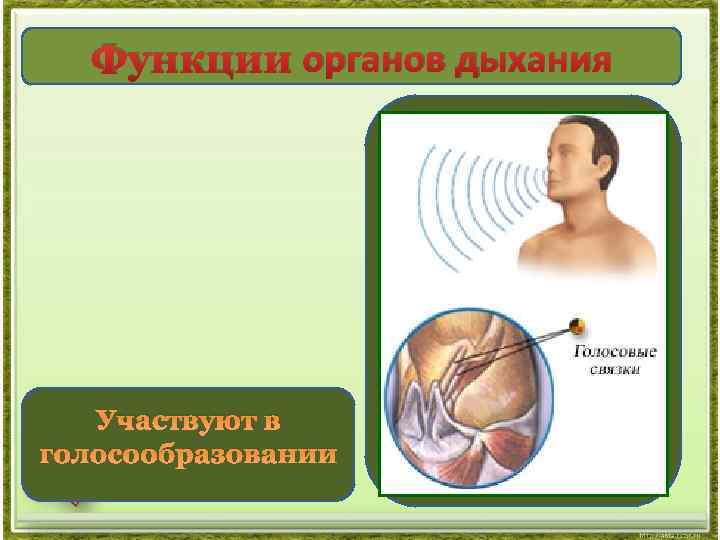 В голосообразовании участвует. Роль органов дыхания в голосообразовании. Функции дыхания участвует в голосообразовании. Какие органы и системы участвуют в голосообразовании. Органы принимающие участие в дыхании.