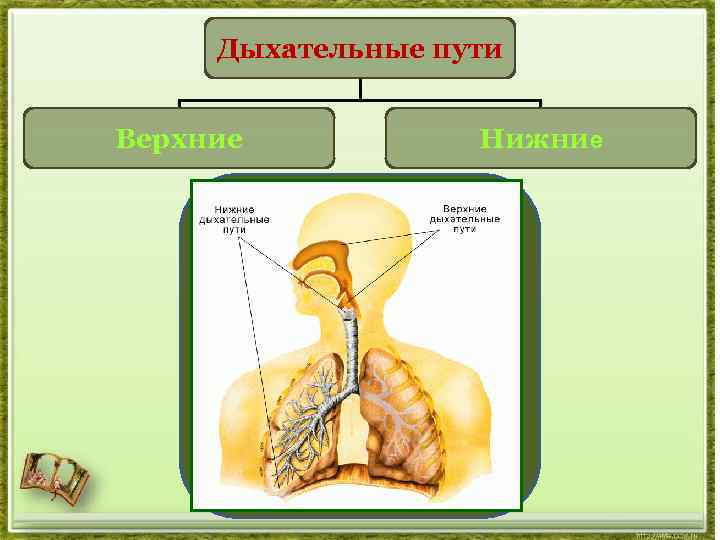 Дыхательные пути человека. Верхние и нижние дыхательные пути. Нижние дыхательные пути человека. Дыхательная система Верхние и нижние дыхательные пути. Органы дыхания Верхние и нижние дыхательные пути.