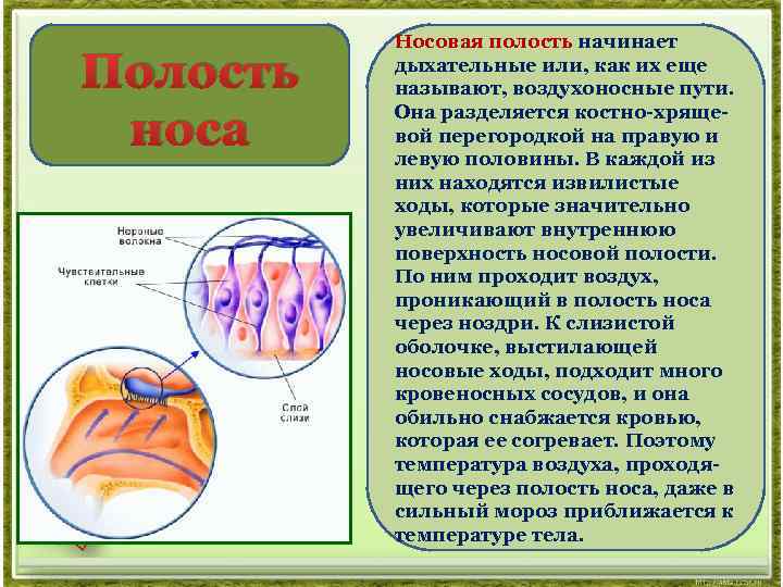 Вдыхаемый воздух в носовой полости благодаря густой сети капилляров в ее стенках обеззараживается