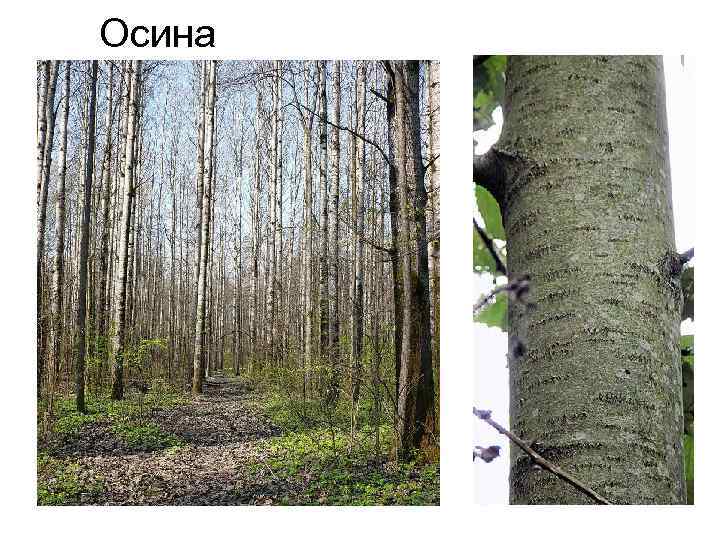 Осина 