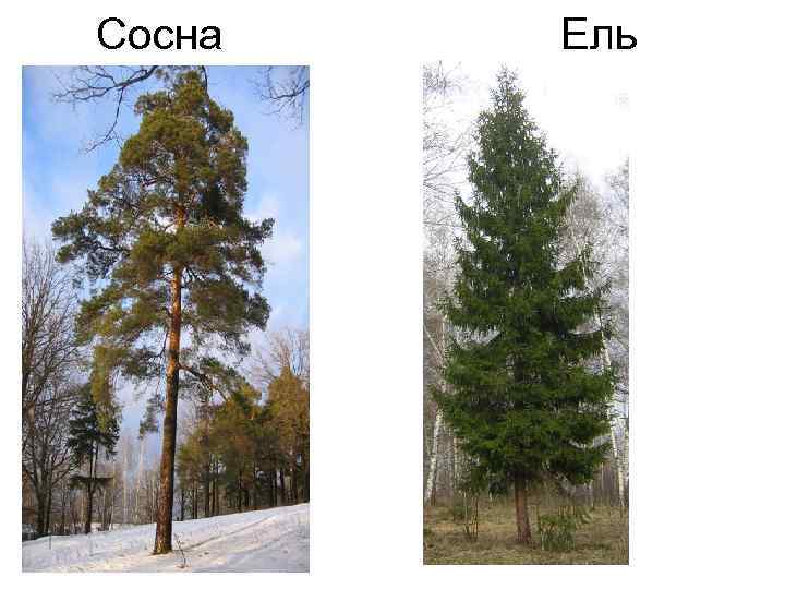  Сосна Ель 