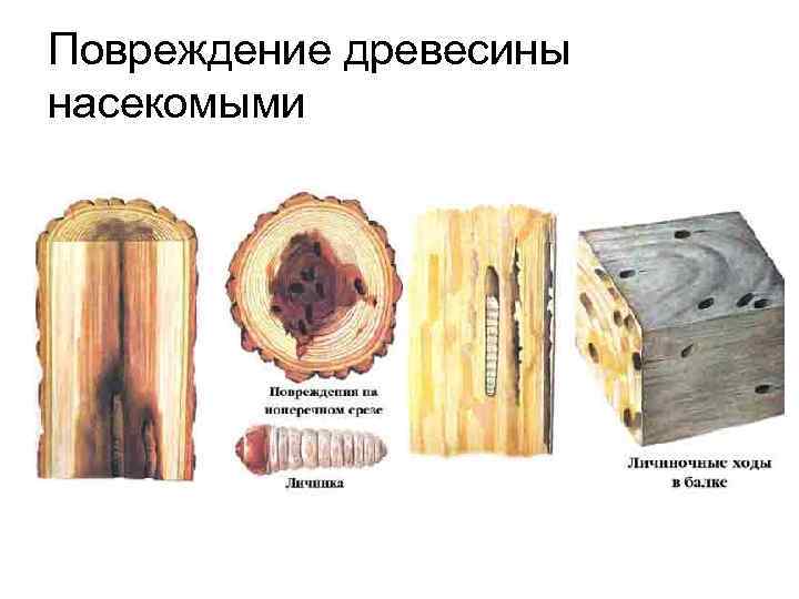 Повреждение древесины насекомыми 