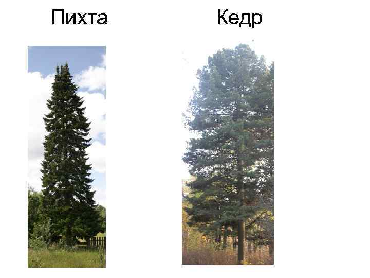Пихта Кедр 