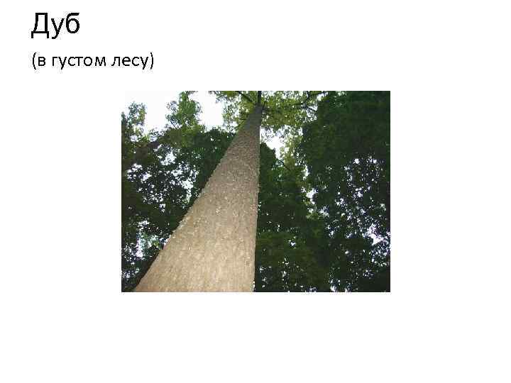 Дуб (в густом лесу) 