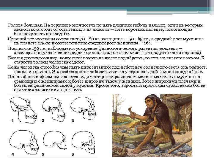 Голова большая. На верхних конечностях по пять длинных гибких пальцев, один из которых несколько