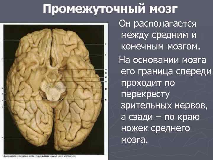 Промежуточный мозг Он располагается между средним и конечным мозгом. На основании мозга его граница