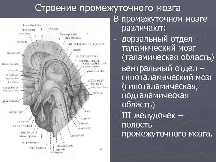 Средний промежуточный мозг строение