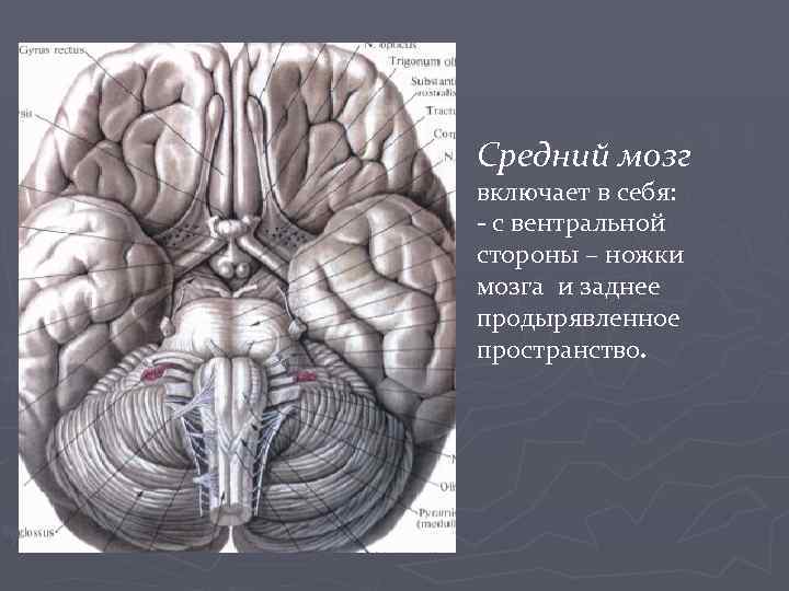 Средний мозг включает в себя. Средний мозг межножковая ямка. Заднее продырявленное пространство. Переднее продырявленное вещество головного мозга. Продырявленное вещество среднего мозга.