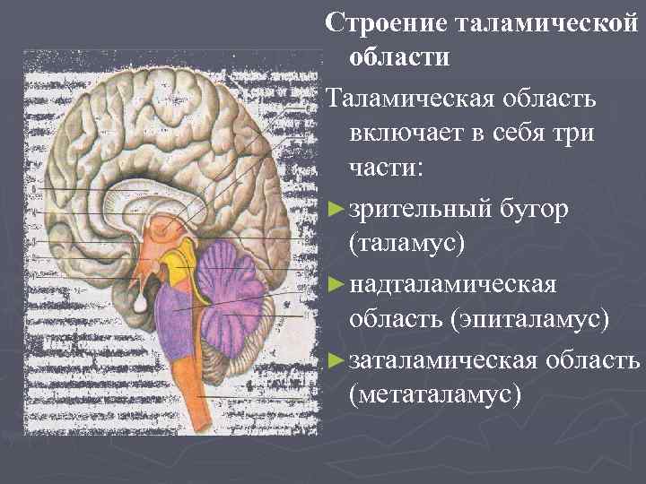 Строение таламической области Таламическая область включает в себя три части: ► зрительный бугор (таламус)