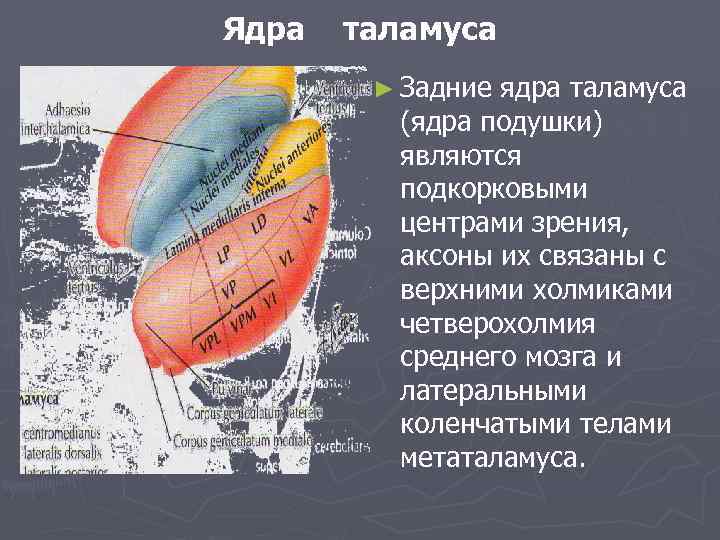 Ядра таламуса ► Задние ядра таламуса (ядра подушки) являются подкорковыми центрами зрения, аксоны их