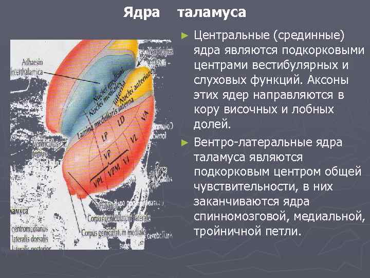 Ядра таламуса Центральные (срединные) ядра являются подкорковыми центрами вестибулярных и слуховых функций. Аксоны этих